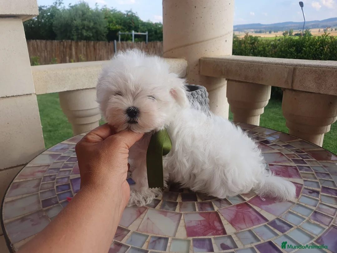 Bichón Maltés perros en venta: Bichon Maltes  - Anuncio 2