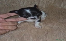 Chihuahua perros en venta: Chihuahuas rusos mini toy  - Imagen 13
