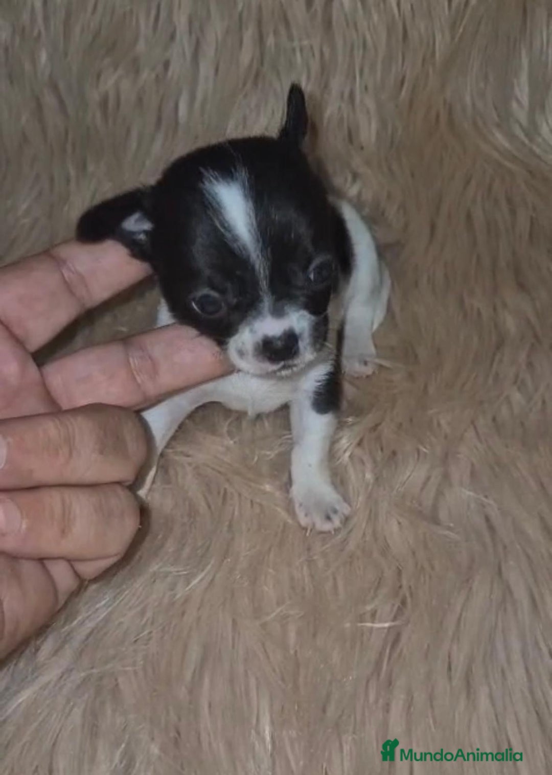 Chihuahua perros en venta: Chihuahuas rusos mini toy  - Imagen 13
