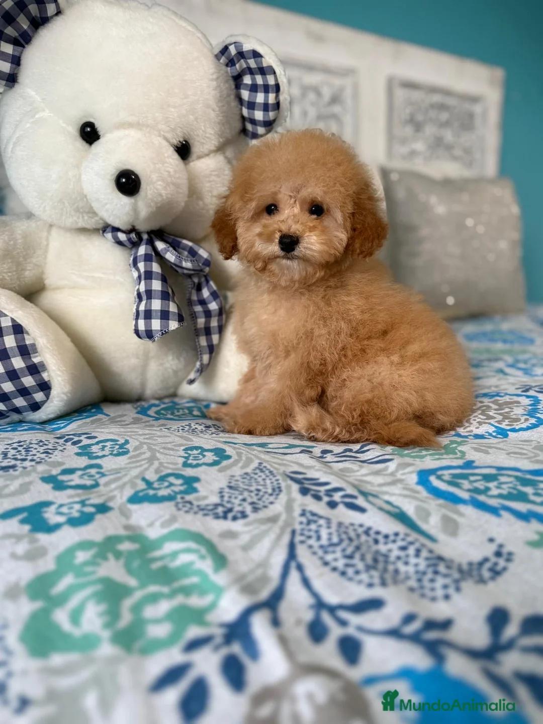 Caniche Toy perros en venta: Caniche Toy  - Anuncio 4