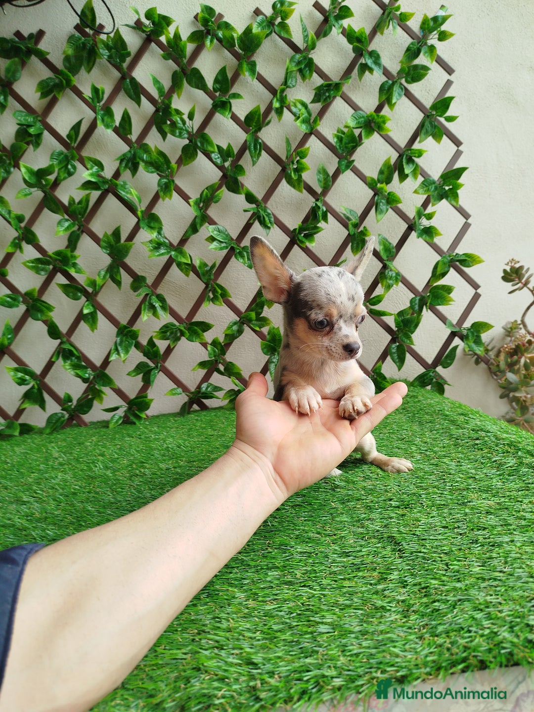 Chihuahua perros en venta: Chihuahua Toy  - Anuncio 5