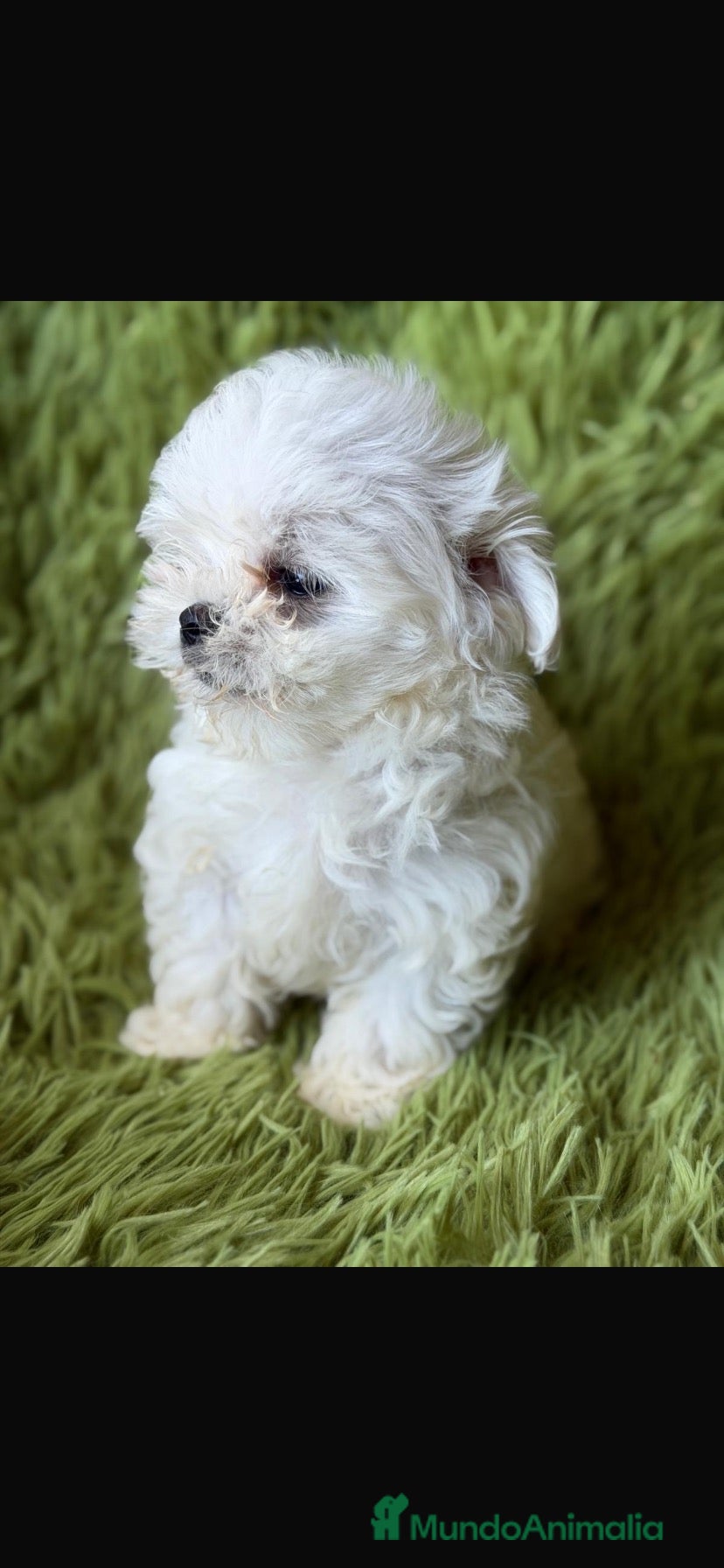 Bichón Maltés perros Bichon maltés toy línea coreana  - Anuncio 3