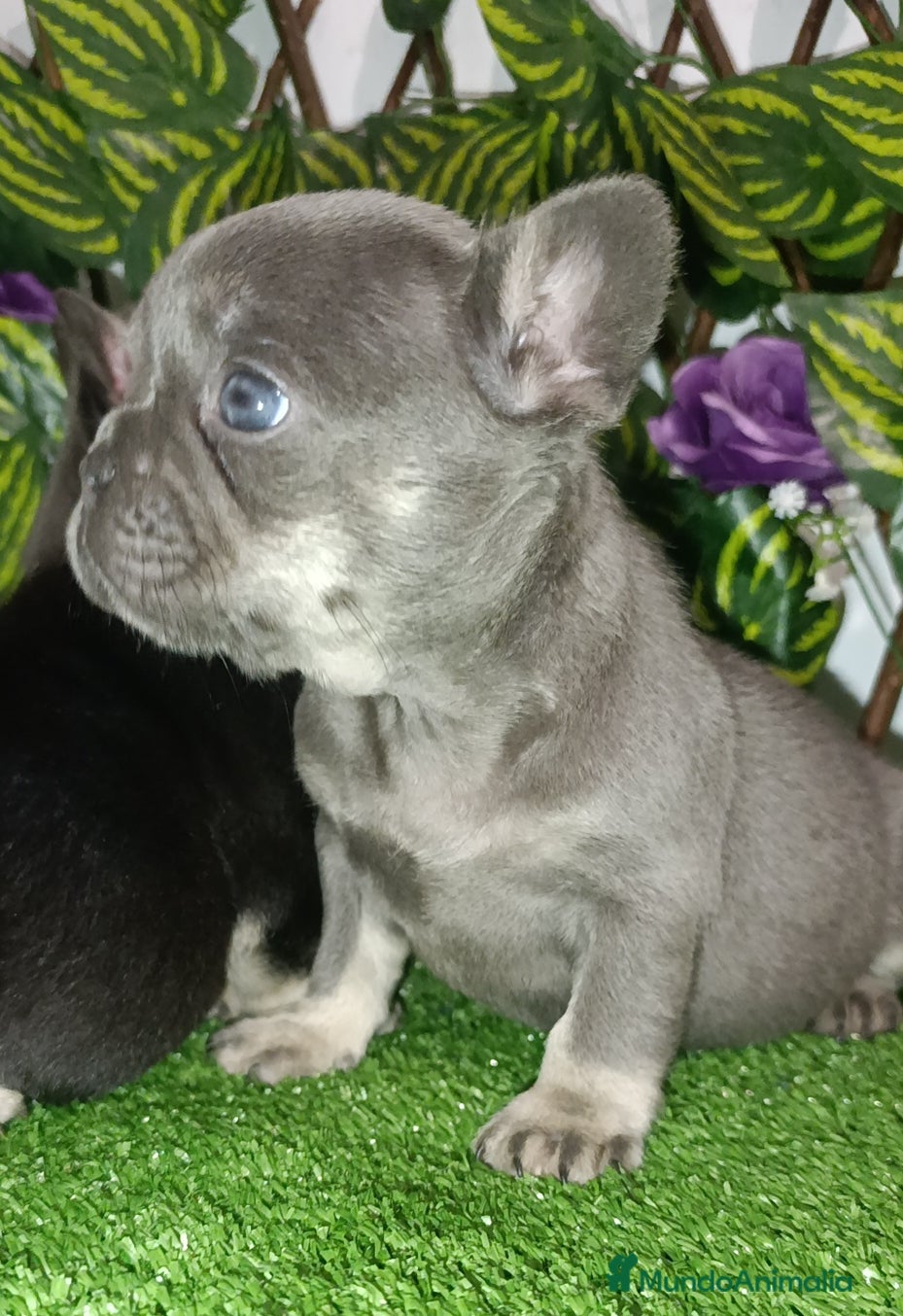 Bulldog Francés perros Frenchis bulldog  - Anuncio 2