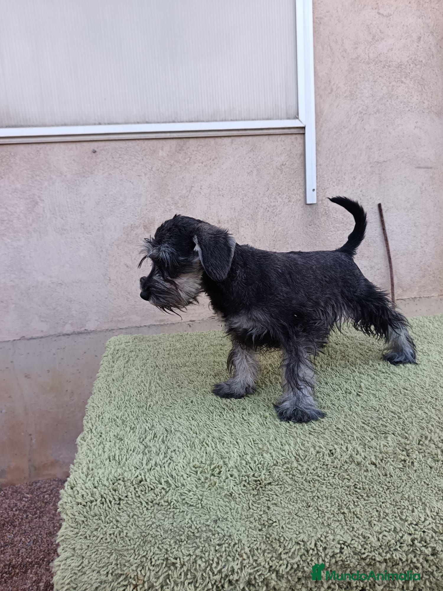 Schnauzer Miniatura perros Schnauzer miniatura - Anuncio 1
