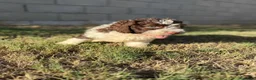 Perro de Agua Español perros en venta: Disponible Perros de agua de Calidad  - Anuncio 11