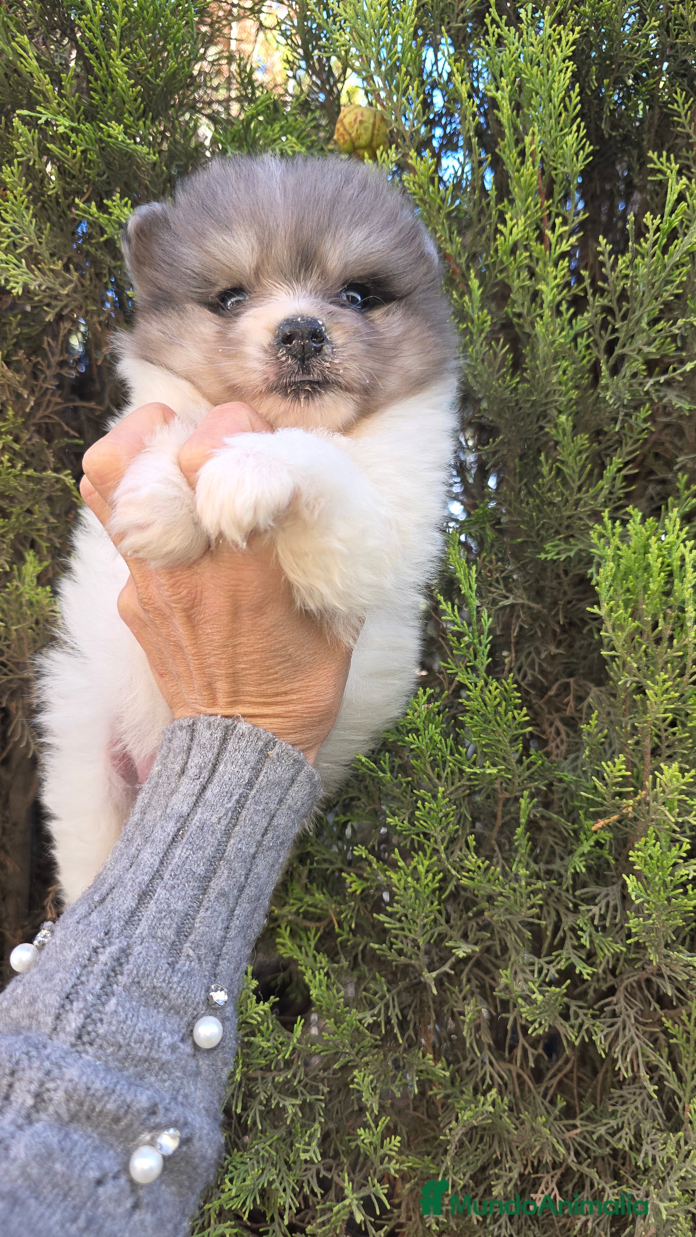 Raza Mixta perros Spitz blanco y merle  - Anuncio 5