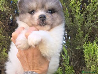 Raza Mixta perros Spitz blanco y merle - Anuncio 26