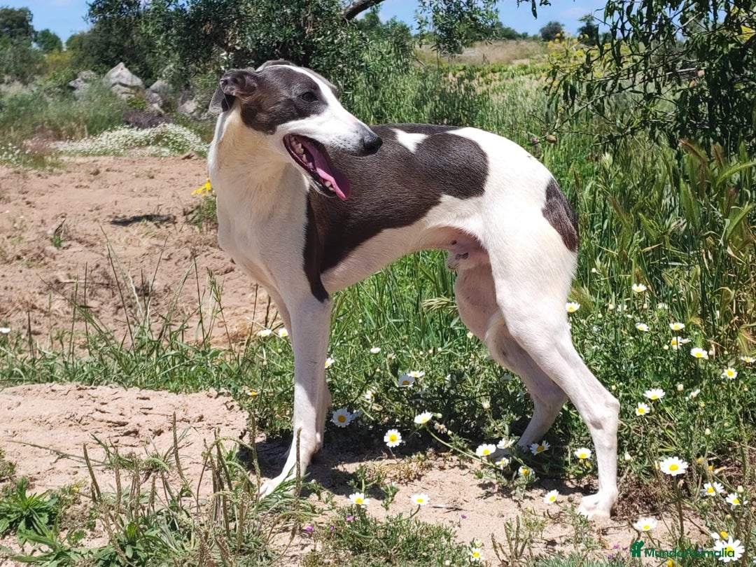 Whippet perros para monta: WHIPPET MONTAS - Anuncio 1