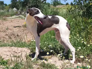 Whippet perros WHIPPET MONTAS - Anuncio 3