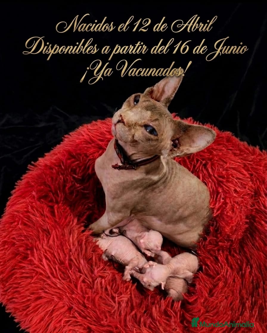 Sphynx gatos Sphynx  - Anuncio 1