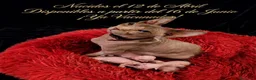 Sphynx gatos en venta: Sphynx  - Anuncio 1
