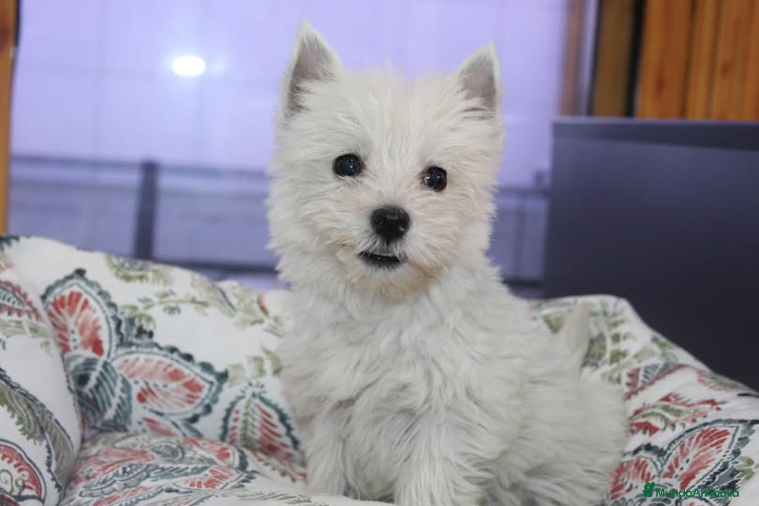 West Highland White Terrier perros en venta: Dulce bebé de Westy - Imagen 1