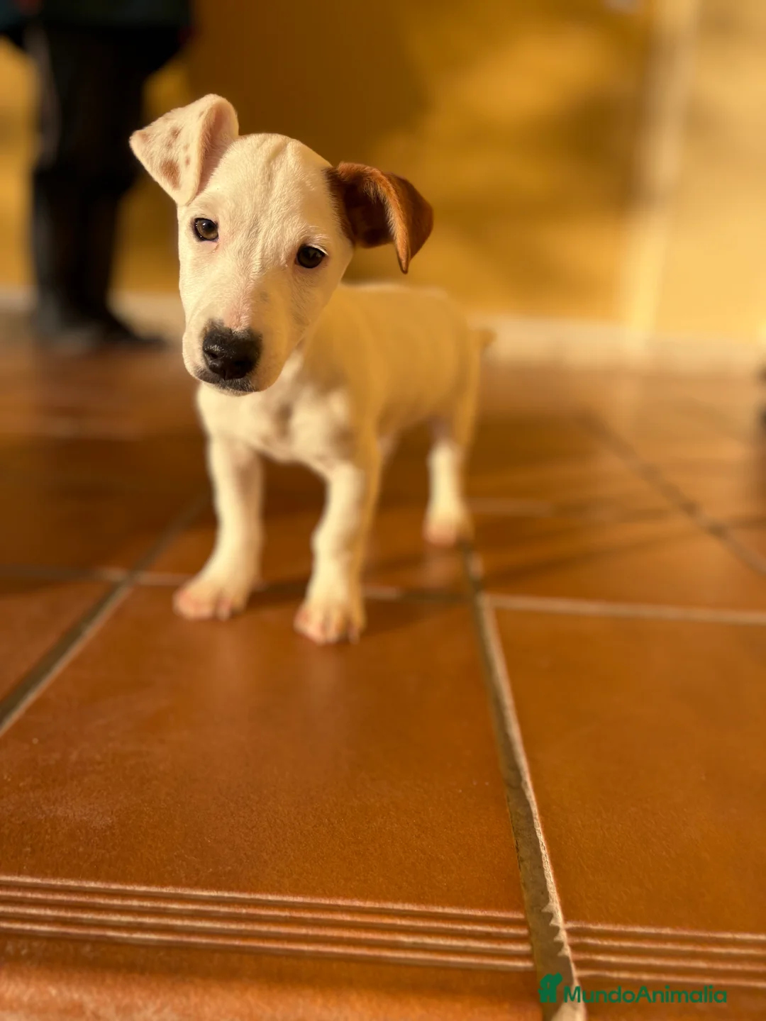 Jack Russell Terrier perros en venta: Cachorro macho de Jack Russell  - Anuncio 27