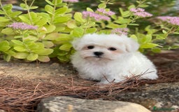 Bichón Maltés perros en venta: Bichon maltés toy hembra y macho  - Imagen 1