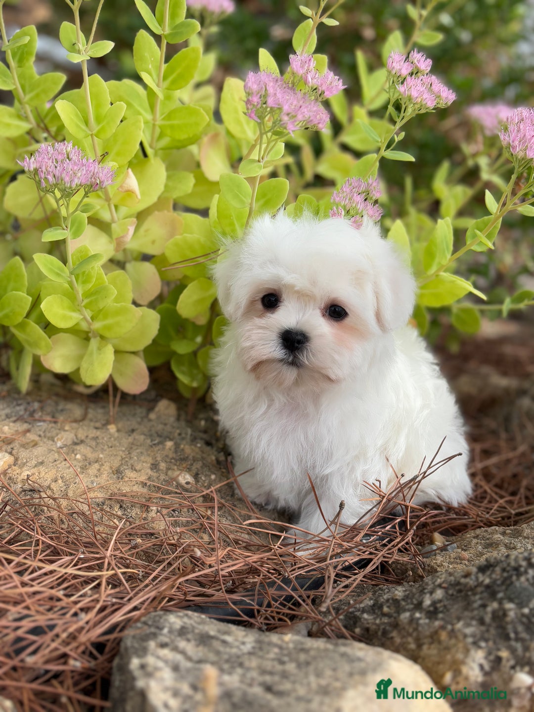 Bichón Maltés perros en venta: Bichon maltés toy hembra y macho  - Imagen 1