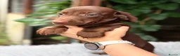 Teckel Miniatura perros en venta: Teckel mini chocolate  - Anuncio 7