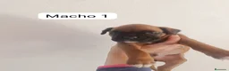 Boxer perros en venta: Camada de boxer PARA ENTREGAR - Anuncio 2