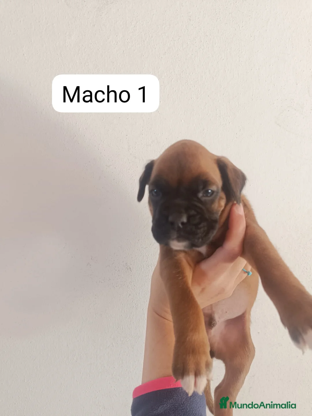Boxer perros en venta: Camada de boxer PARA ENTREGAR - Anuncio 2