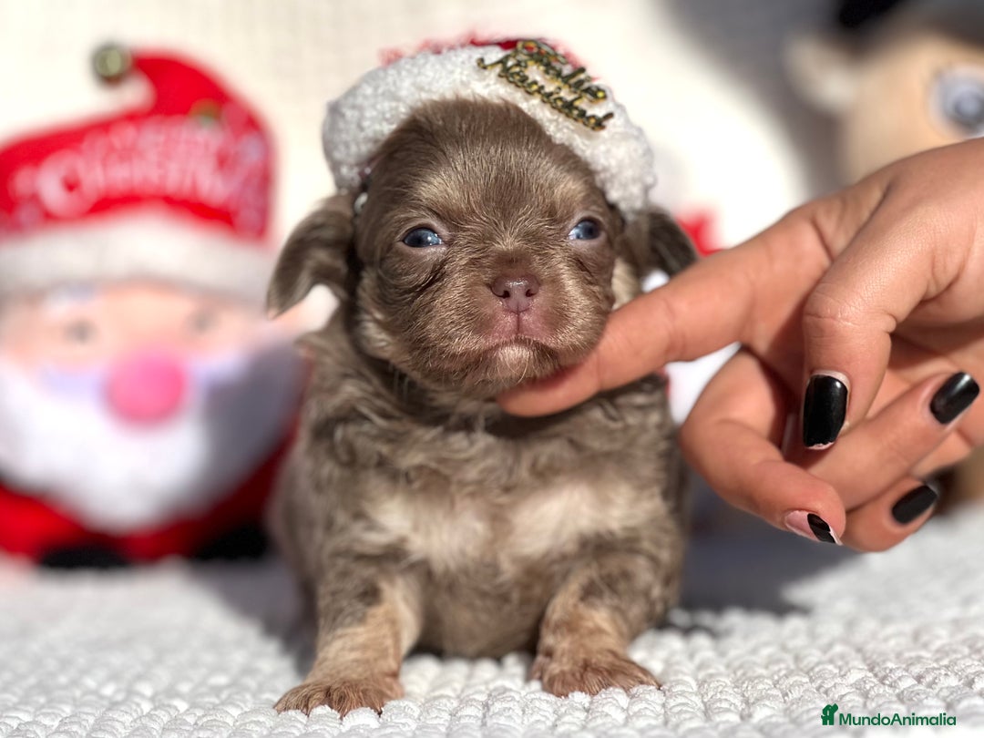 Chihuahua perros en venta: CHIHUAHUA PELO LARGO LÍNEA RUSA CABEZA DE MANZANA  - Anuncio 5