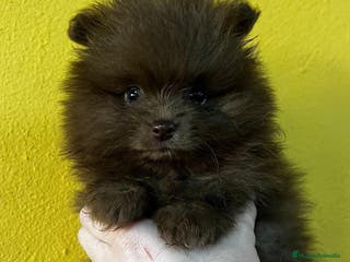 Pomerania perros LULU POMERANIA CHOCOLATE HEMBRA en Barcelona - Anuncio 24