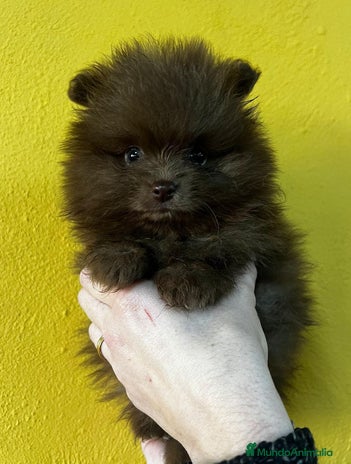 Pomerania perros en Barcelona - Anuncio 14