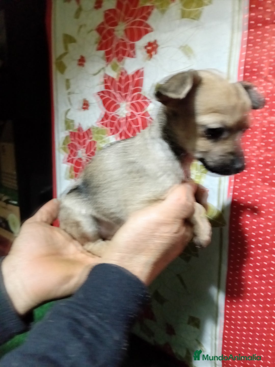 Raza Mixta perros en venta: Cruce ratón de Praga  con  chihuahua - Anuncio 4