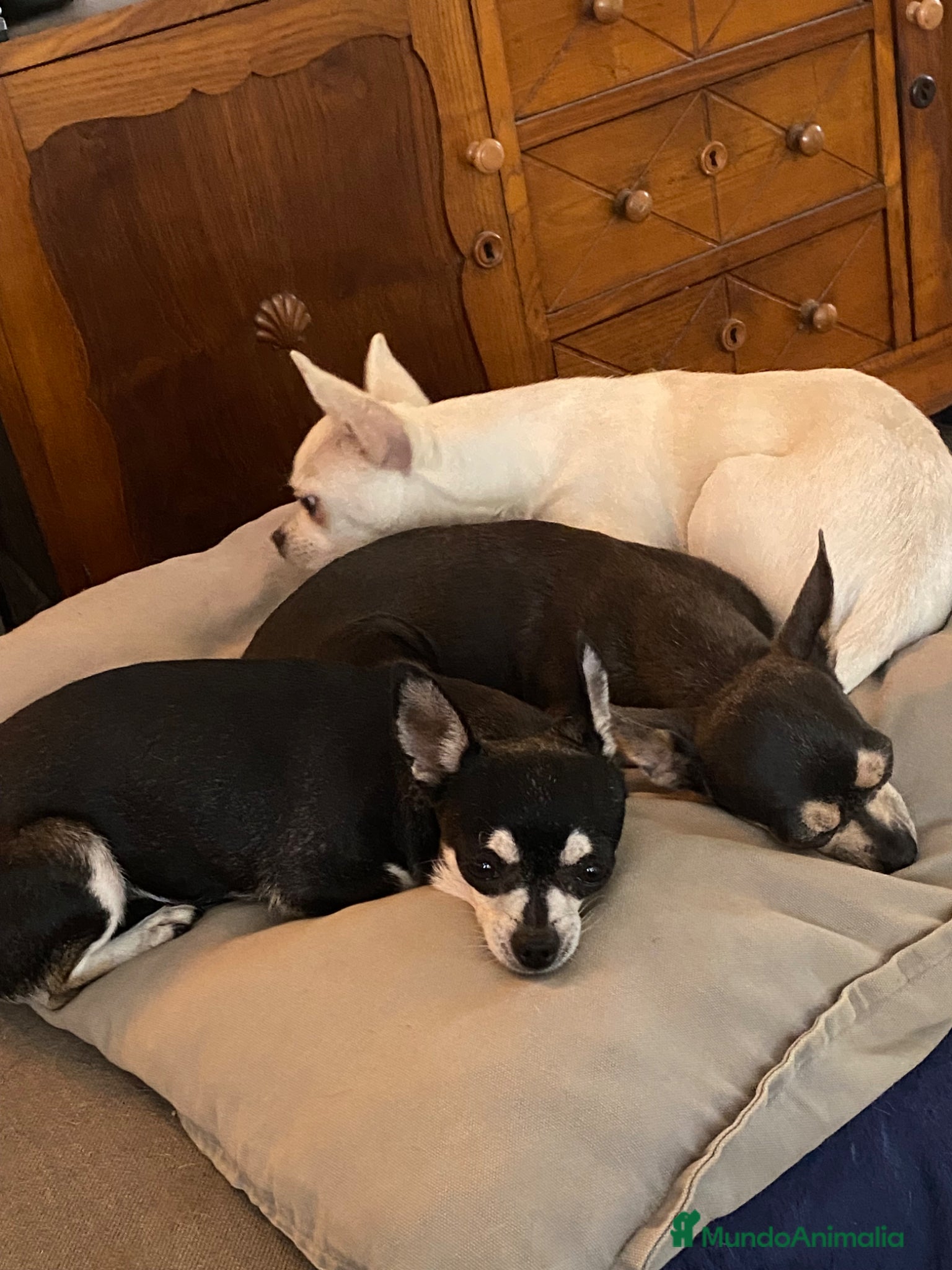Chihuahua perros Chihuahuas machitos cabeza manzana toy - Anuncio 1
