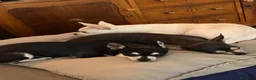 Chihuahua perros en venta: Chihuahuas machitos cabeza manzana toy - Anuncio 1