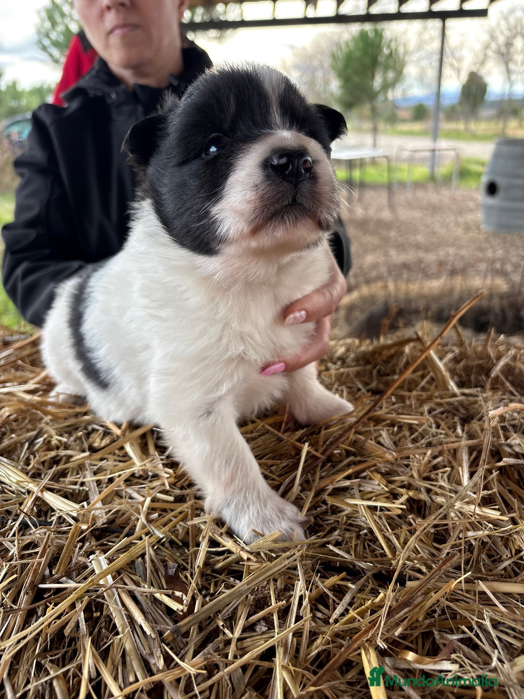 Border Collie perros en venta: Border collie macho  - Anuncio 5