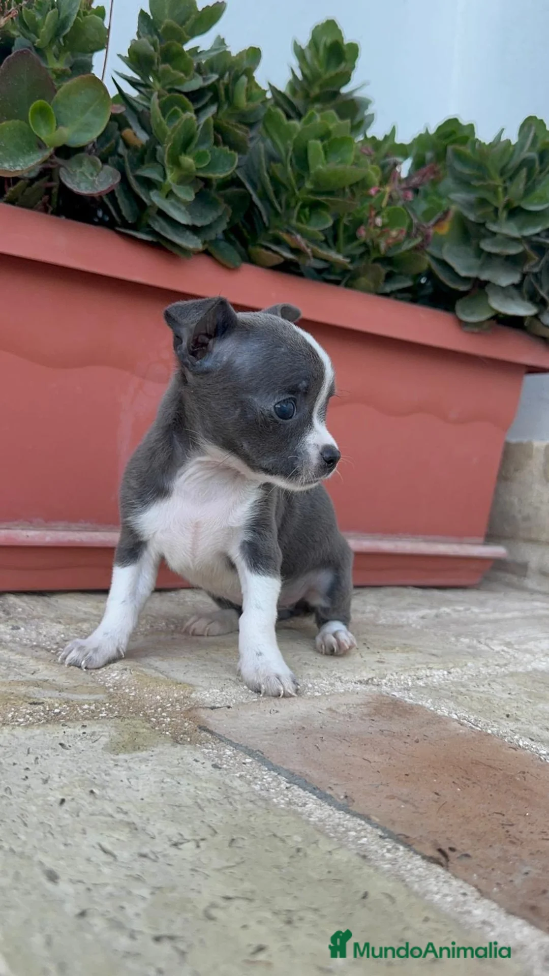 Chihuahua perros en venta: CHIHUAHUA HEMBRA – PEQUEÑITA Y PRECIOSA - Anuncio 2