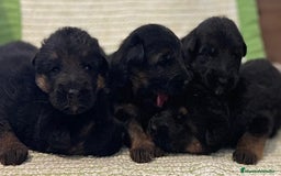 Pastor Alemán perros en venta: Espectacular cachorro de pastor alemán  - Imagen 4