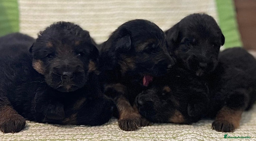 Pastor Alemán perros en venta: Espectacular cachorro de pastor alemán  - Imagen 4