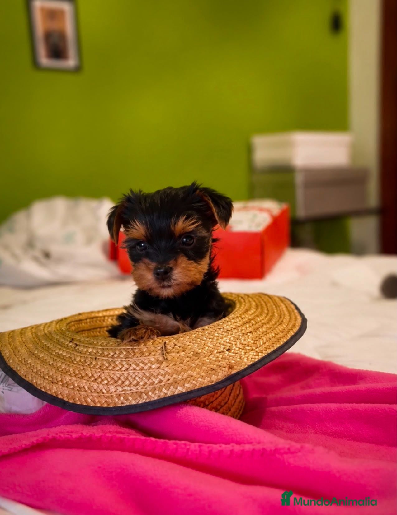 Yorkshire Terrier perros Yorkshire  - Anuncio 6