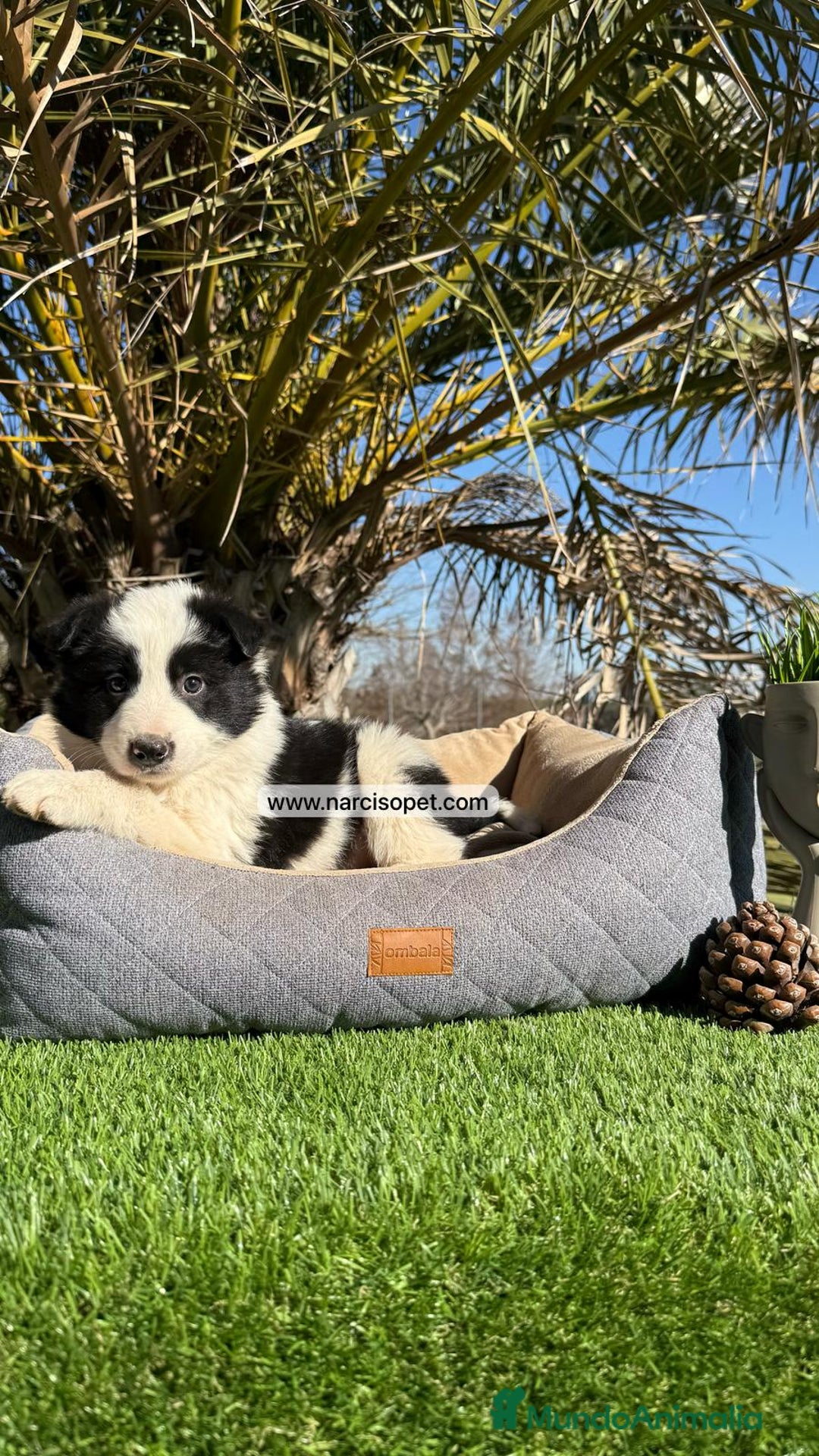 Border Collie perros en venta: BORDER COLLIE - Imagen 3