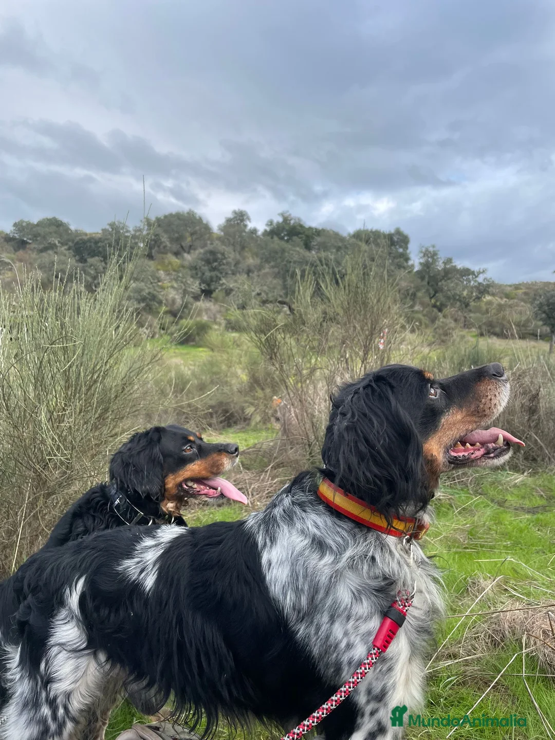 Épagneul Breton perros en venta: Cachorros spanier breton  - Anuncio 2