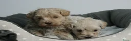 Maltipoo perros en venta: CACHORROS DE MALTIPOO  - Anuncio 4