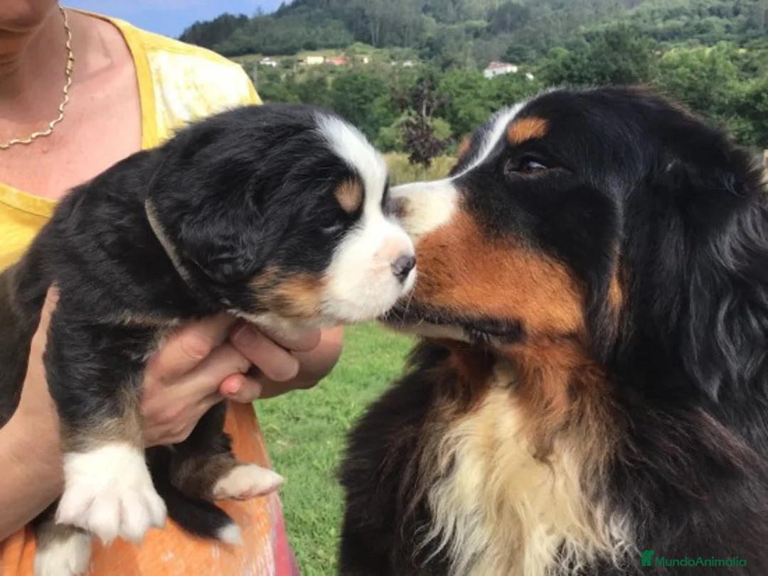 Imagen de galería {{count}}