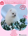 Pomerania Cachorro 6