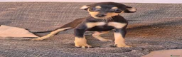 Pinscher Miniatura perros en venta: Pincher Miniatura Negro y fuego  - Anuncio 3
