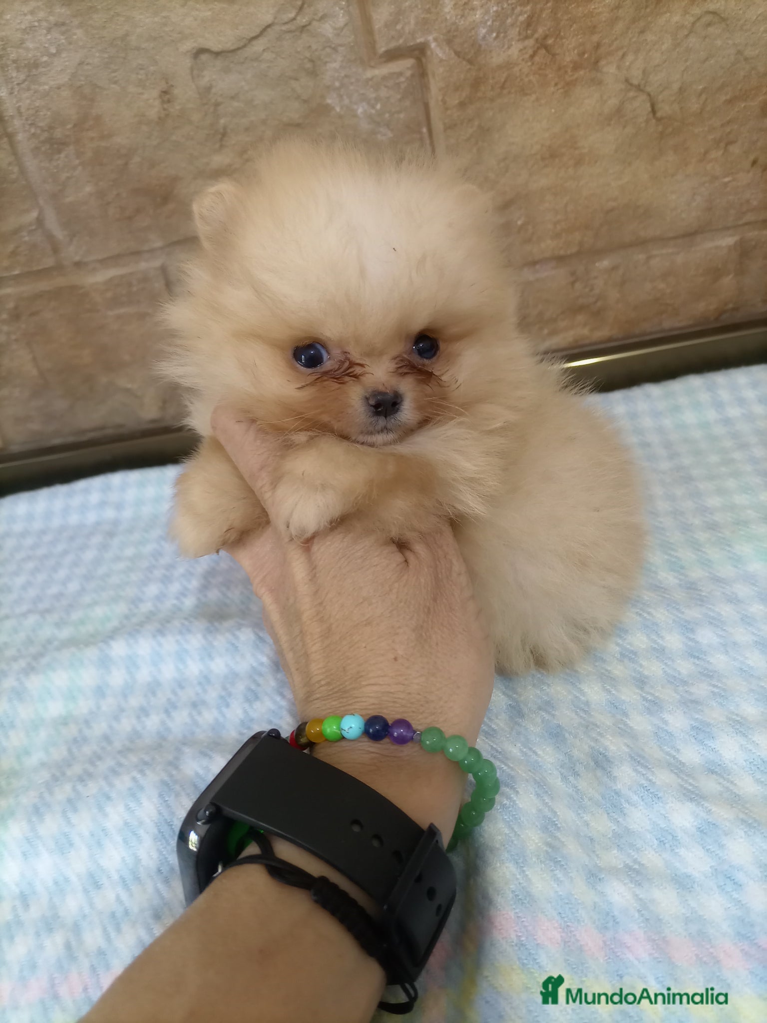 Pomerania perros Lulu pomerania TOY - Anuncio 8