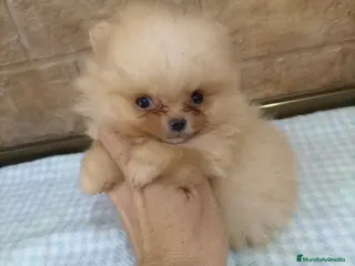 Pomerania perros Lulu pomerania TOY - Anuncio 29