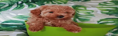 Caniche Toy 4