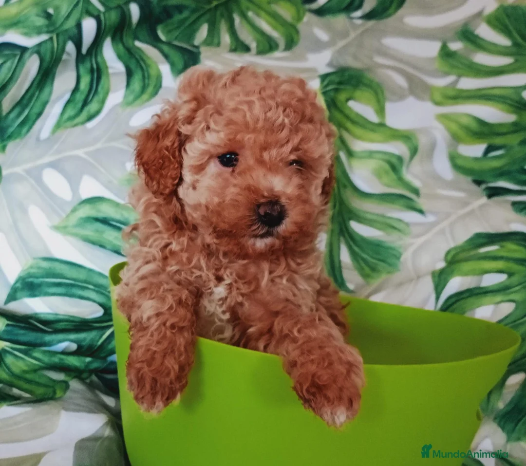 Caniche Toy perros en venta: Caniche toy en La Coruña - Anuncio 2
