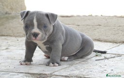 American Bully perros en venta: PRECIO REBAJADO AMERICAN BULLY POCKET  - Imagen 1