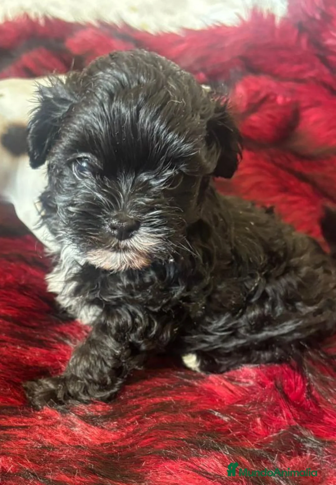 Maltipoo perros en venta: Maltipoo - Anuncio 1