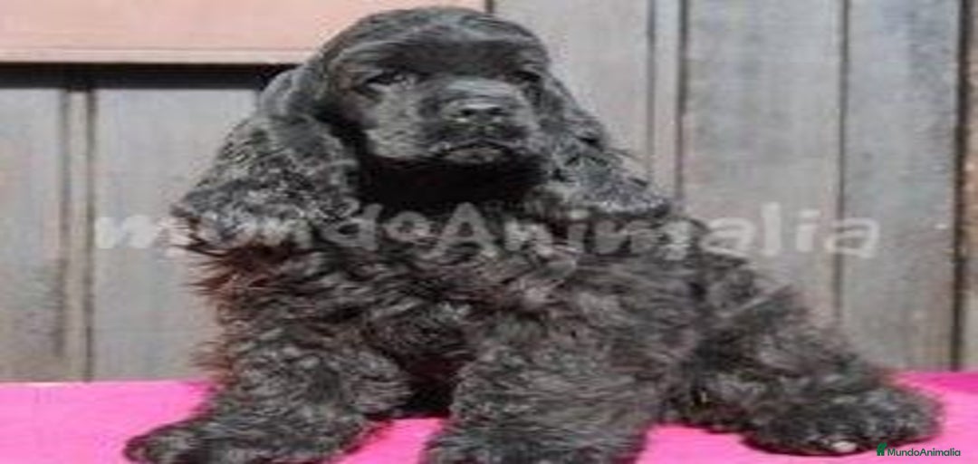 Imagen de galería {{count}}