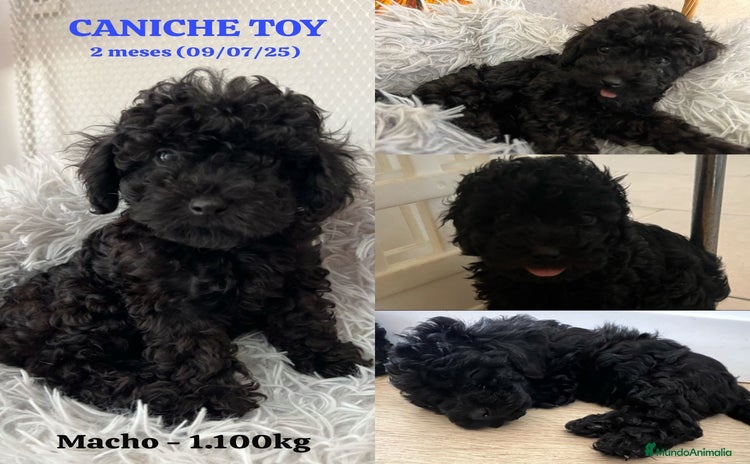 Caniche Toy perros - Anuncio 1