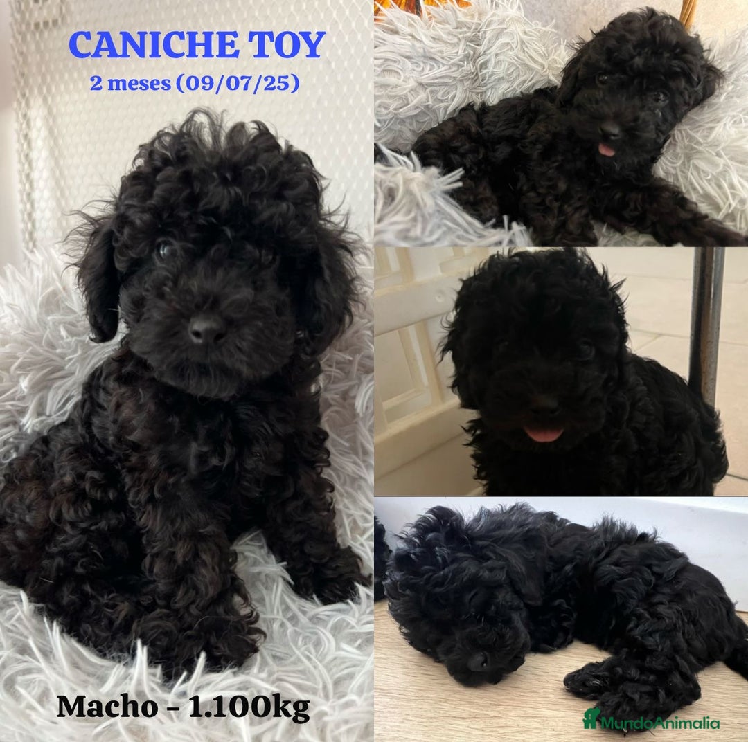 Caniche Toy perros en venta: Disponible cachorros de caniche toy - Imagen 1