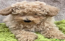 Caniche Toy perros en venta: Caniche apricot - Imagen 5