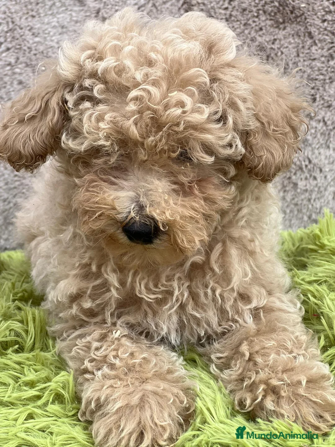 Caniche Toy perros en venta: Caniche apricot - Anuncio 5